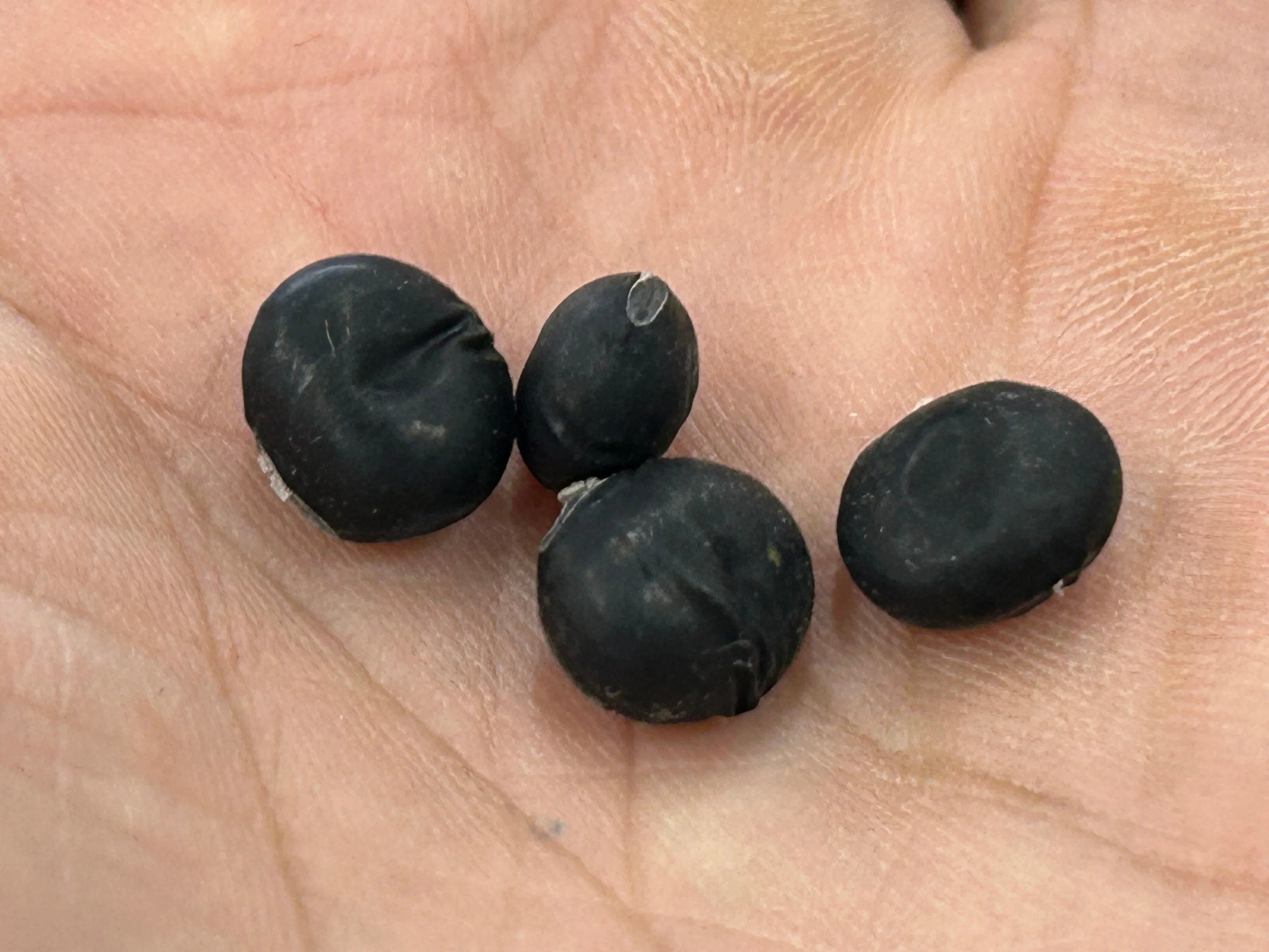 Dried Black Soybeans "Kuromame" l Suzuki Farm l 1 bag - Image 3