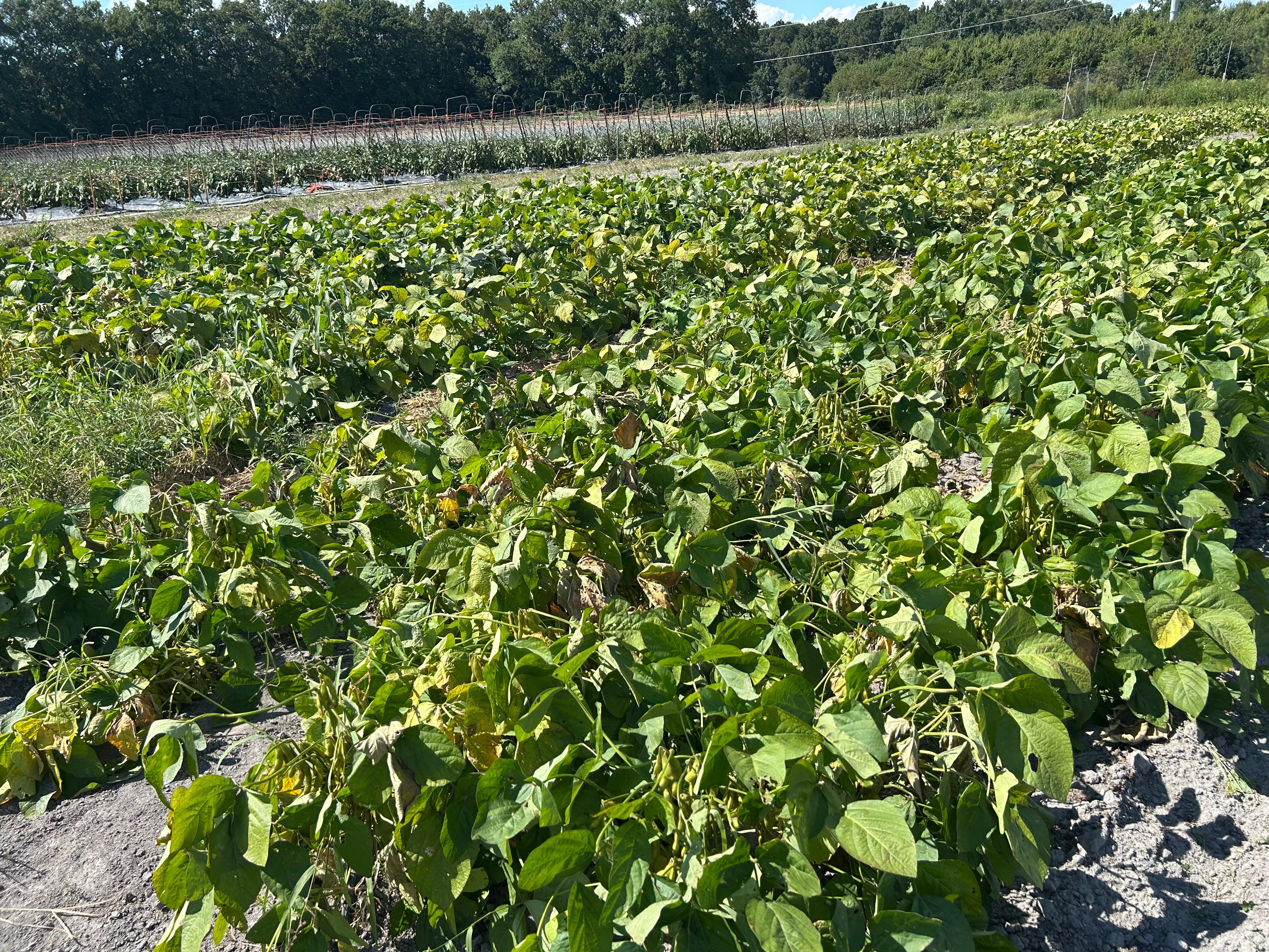 Dried Black Soybeans "Kuromame" l Suzuki Farm l 1 bag - Image 4