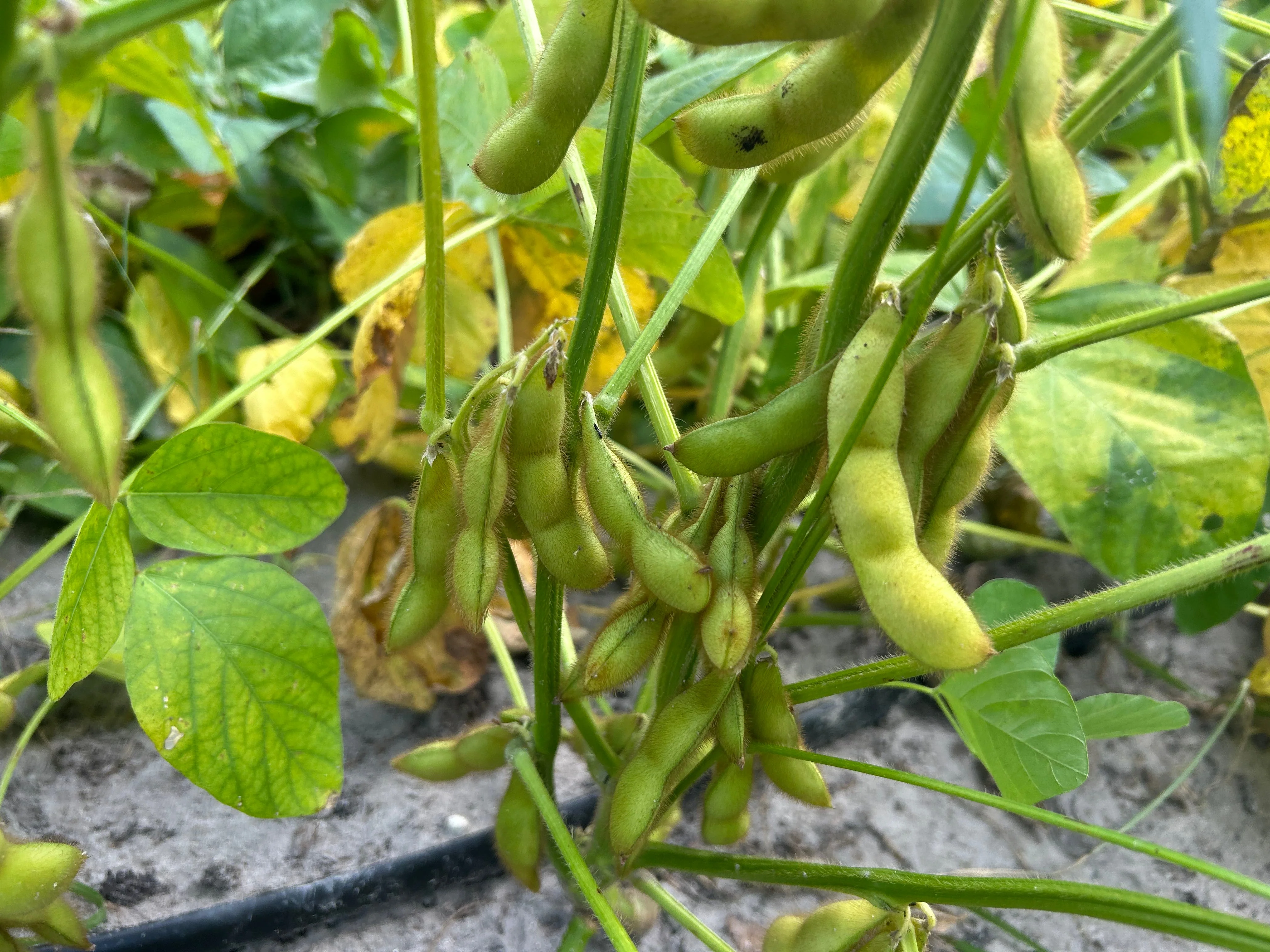 Dried Black Soybeans "Kuromame" l Suzuki Farm l 1 bag - Image 5