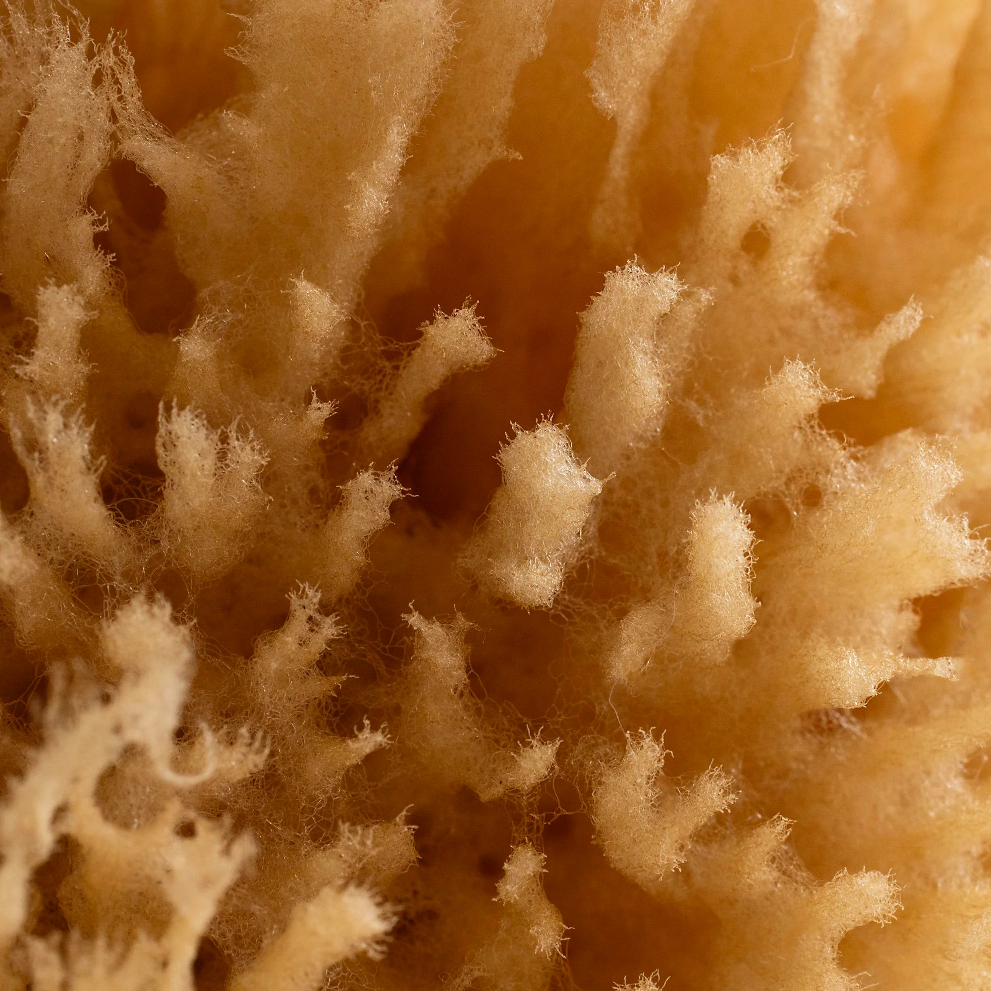 Exfoliating Grass Sea Sponge - Image 4