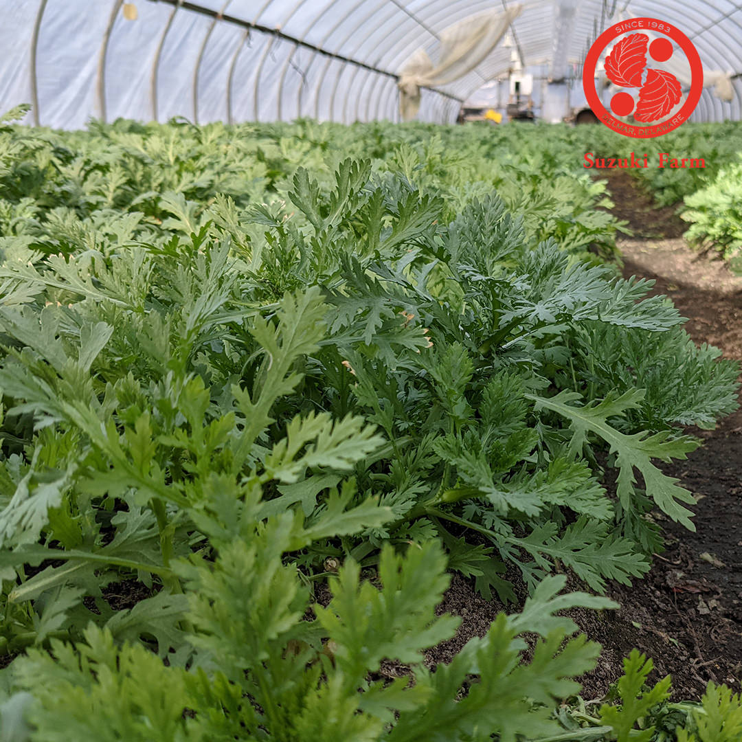 SHUNGIKU Chrysanthemum Greens | Suzuki Farm | 1 bunch - Image 3