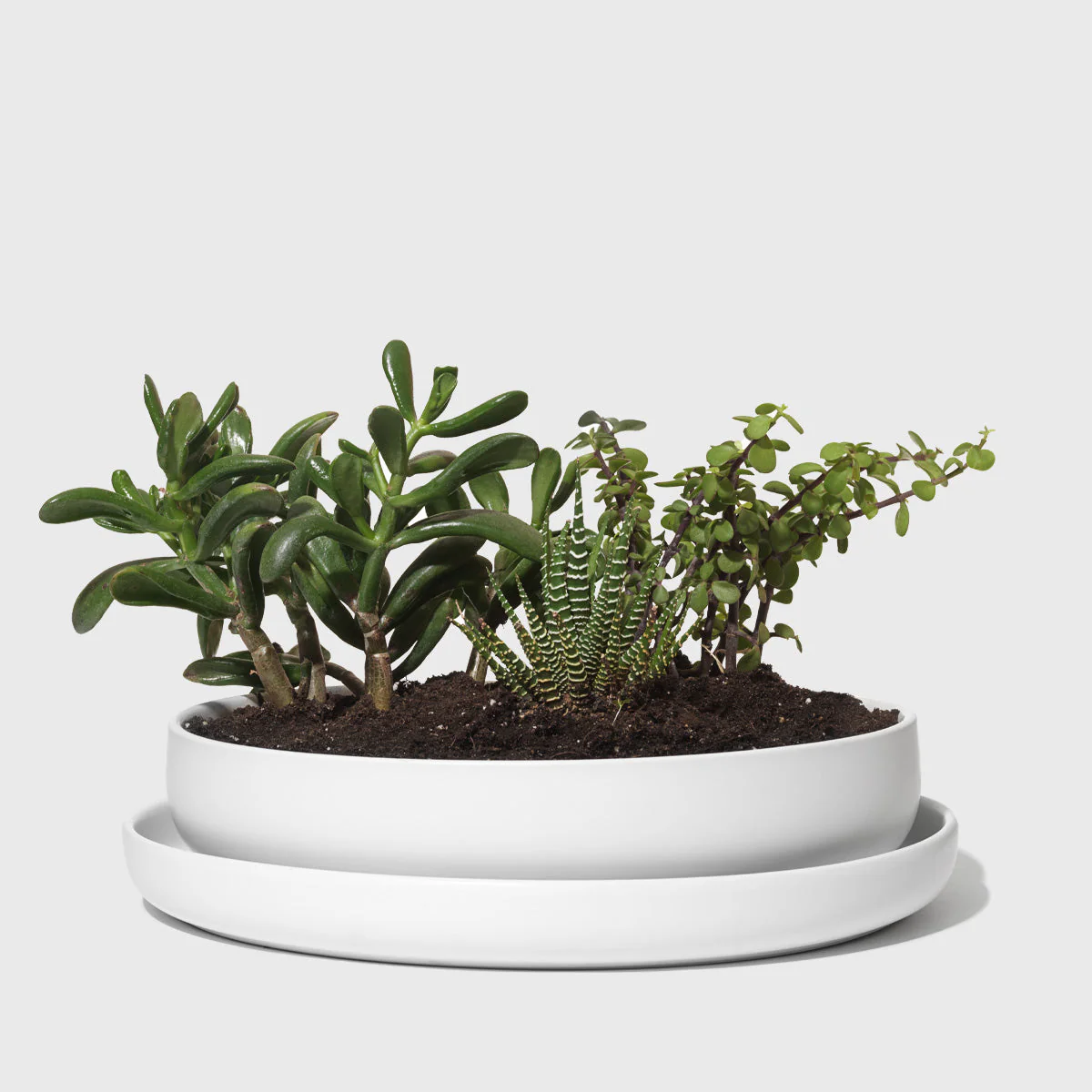 Stoneware Succulent Planter - Image 2